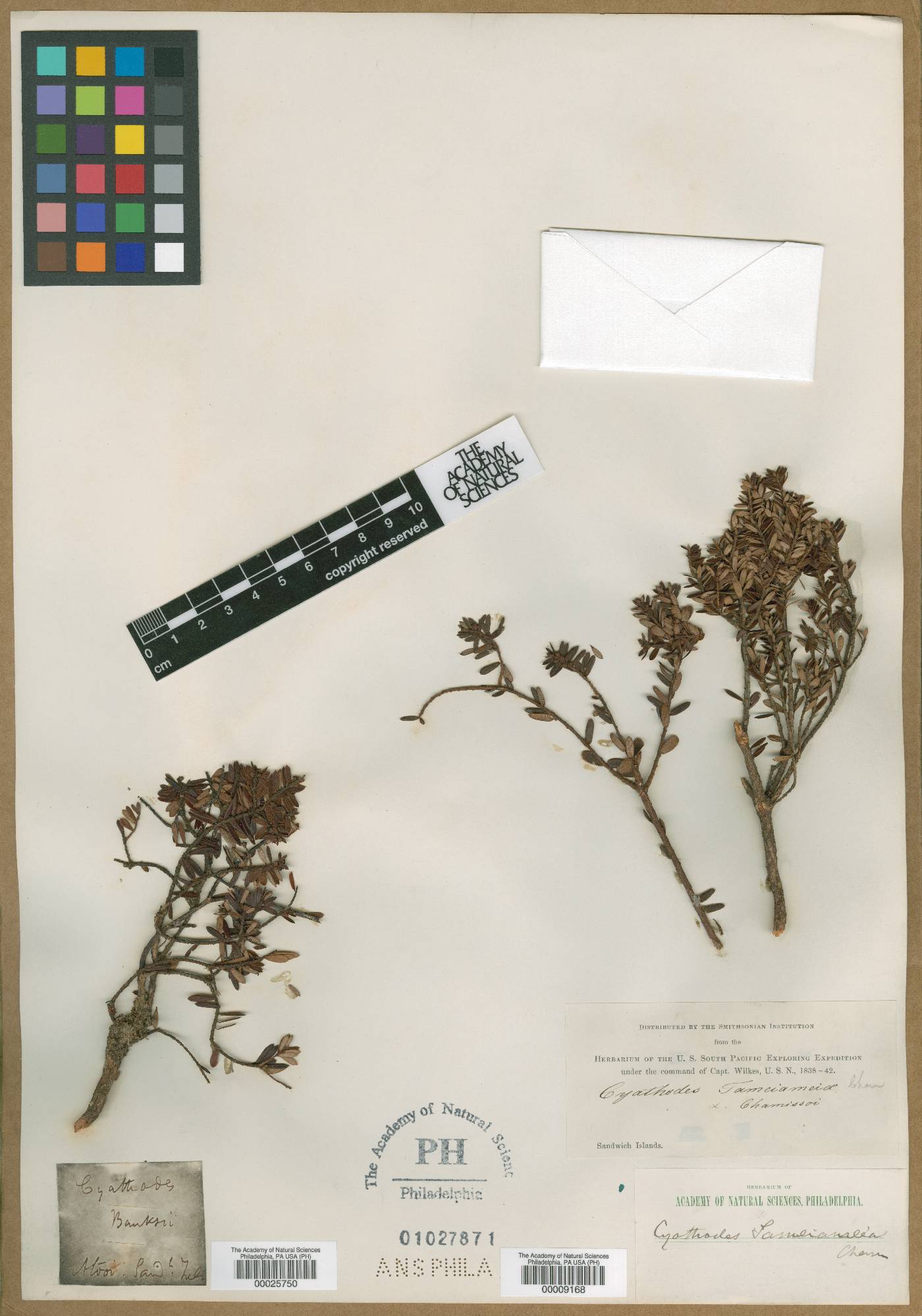 Leptecophylla tameiameiae image