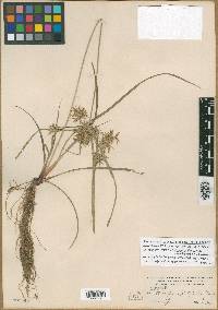 Cyperus rotundus image