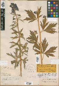 Delphinium scopulorum var. subalpinum image