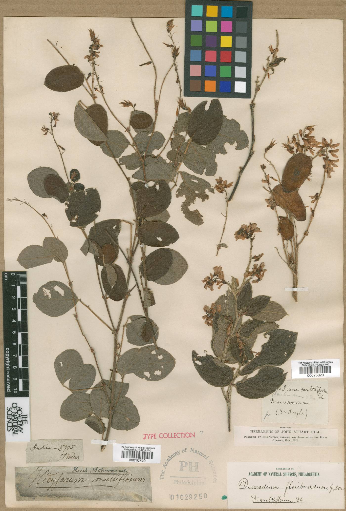 Desmodium multiflorum image