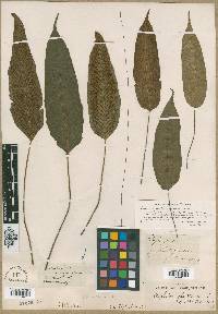 Diplazium acuminatum image