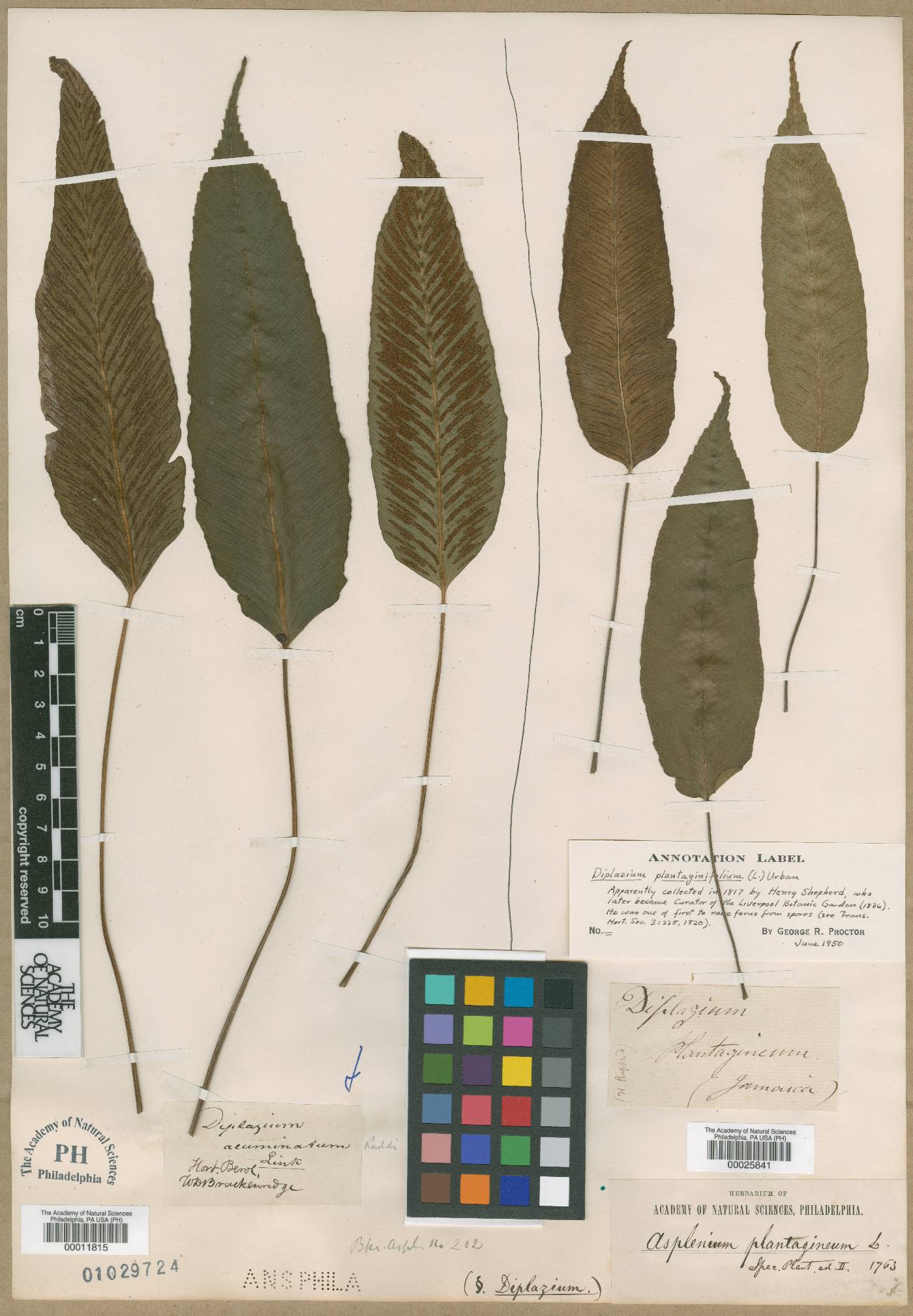 Diplazium acuminatum image