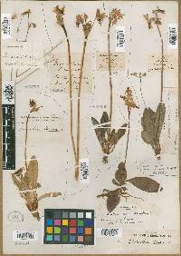 Dodecatheon pulchellum subsp. cusickii image