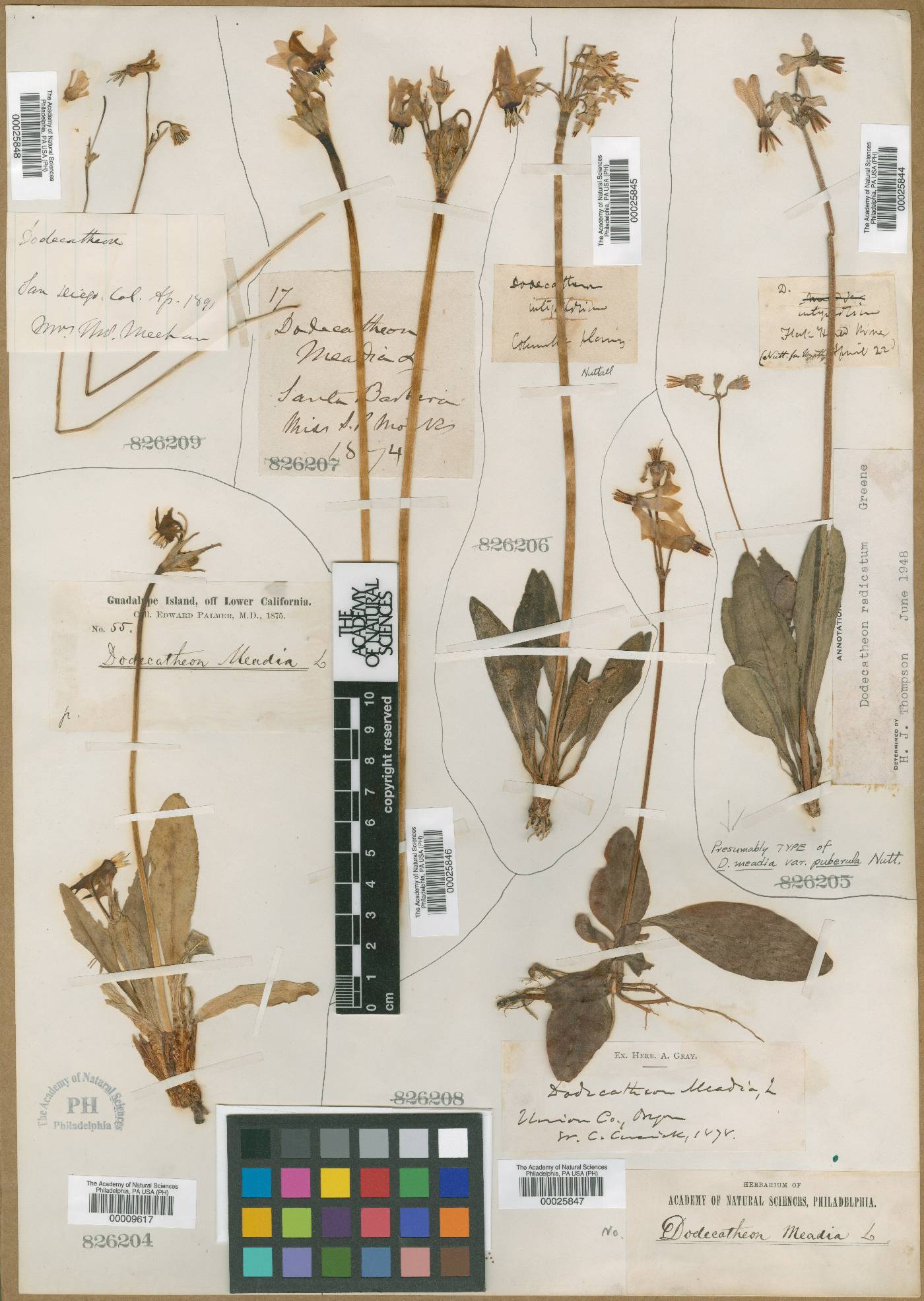 Dodecatheon pulchellum subsp. cusickii image