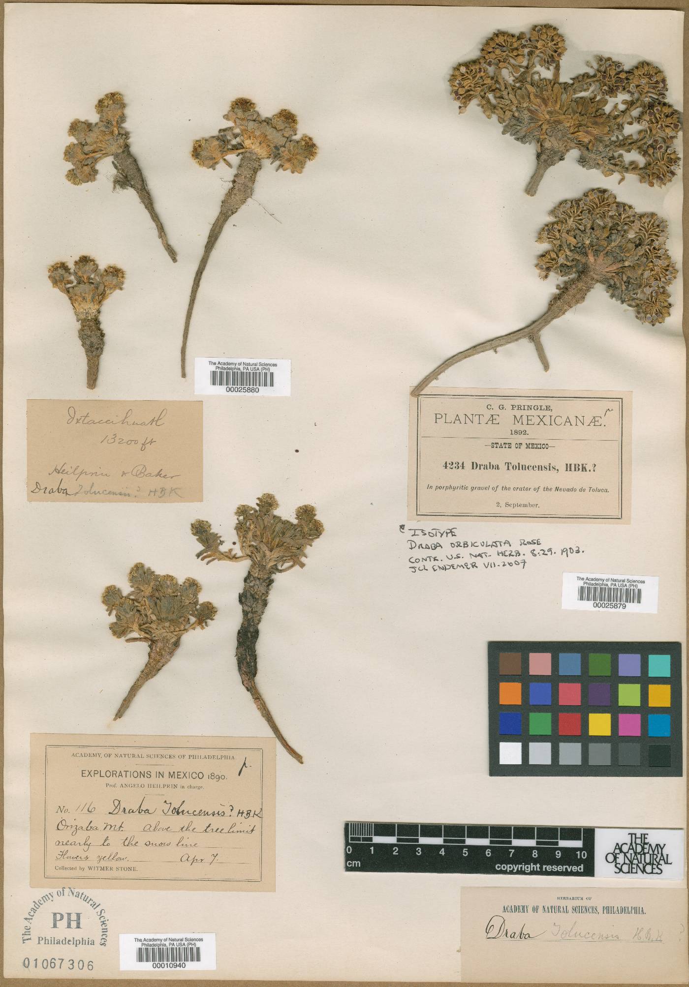 Draba nivicola image