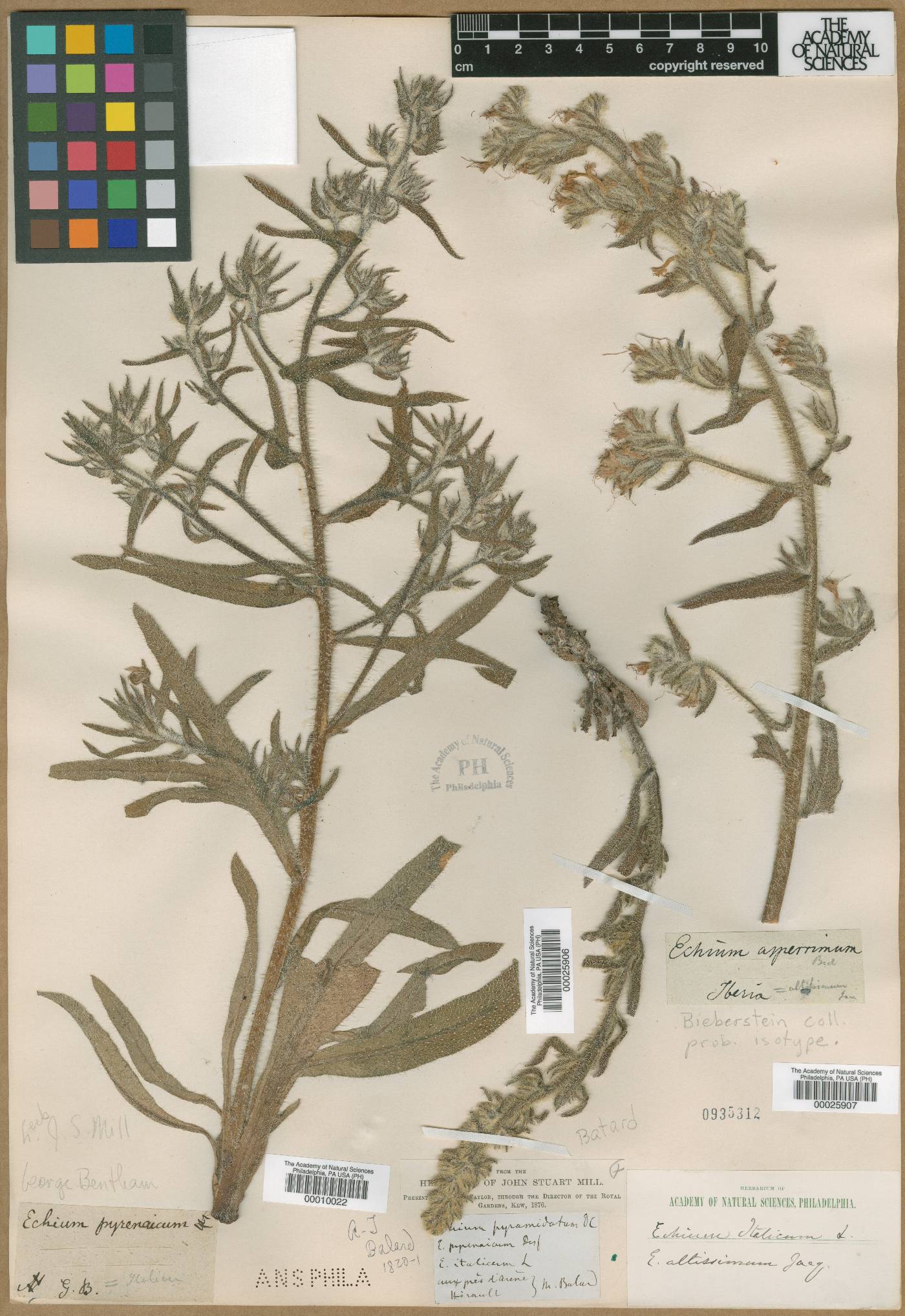 Echium italicum image
