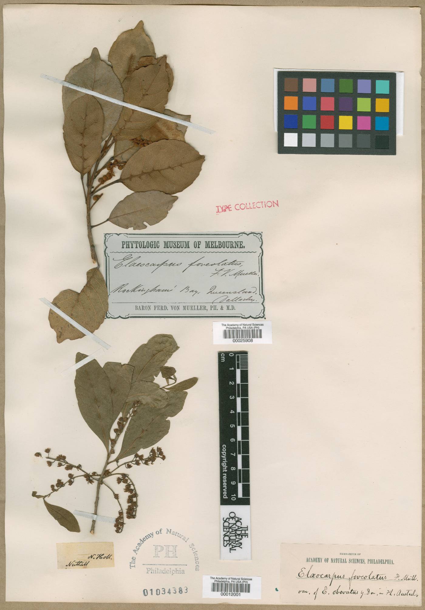Elaeocarpus foveolatus image