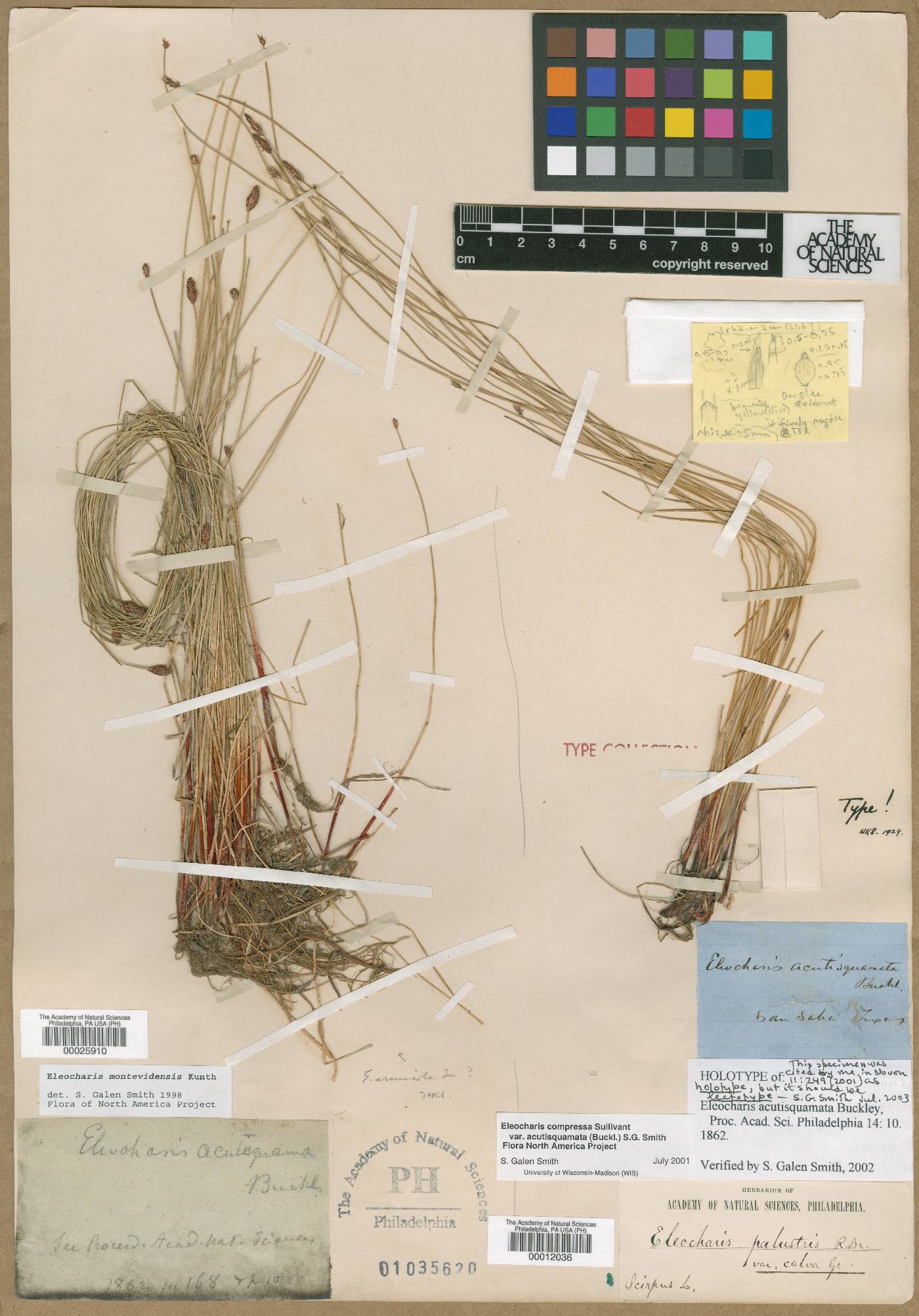 Eleocharis acutisquamata image