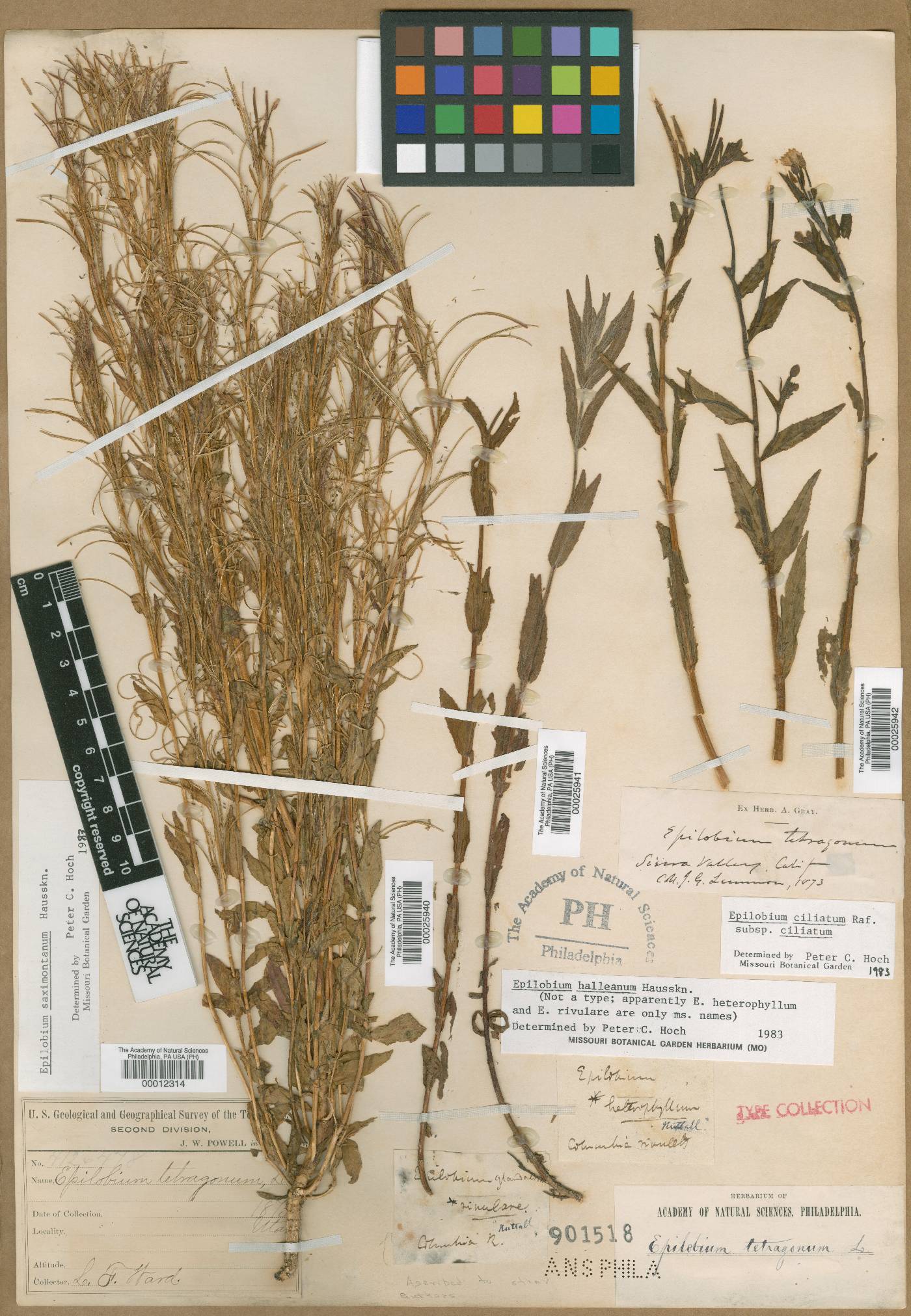 Epilobium heterophyllum image