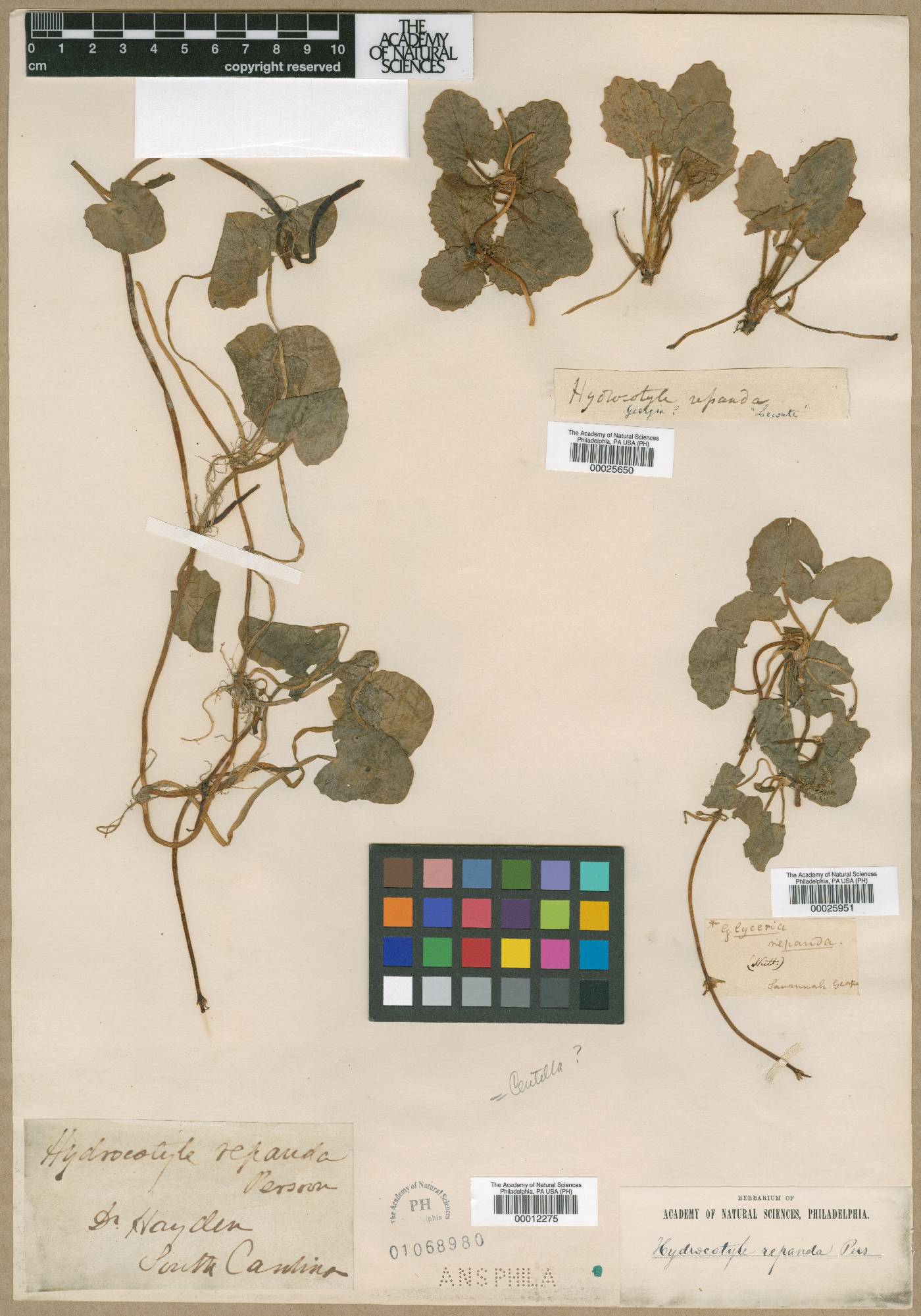 Deschampsia cespitosa subsp. rhenana image