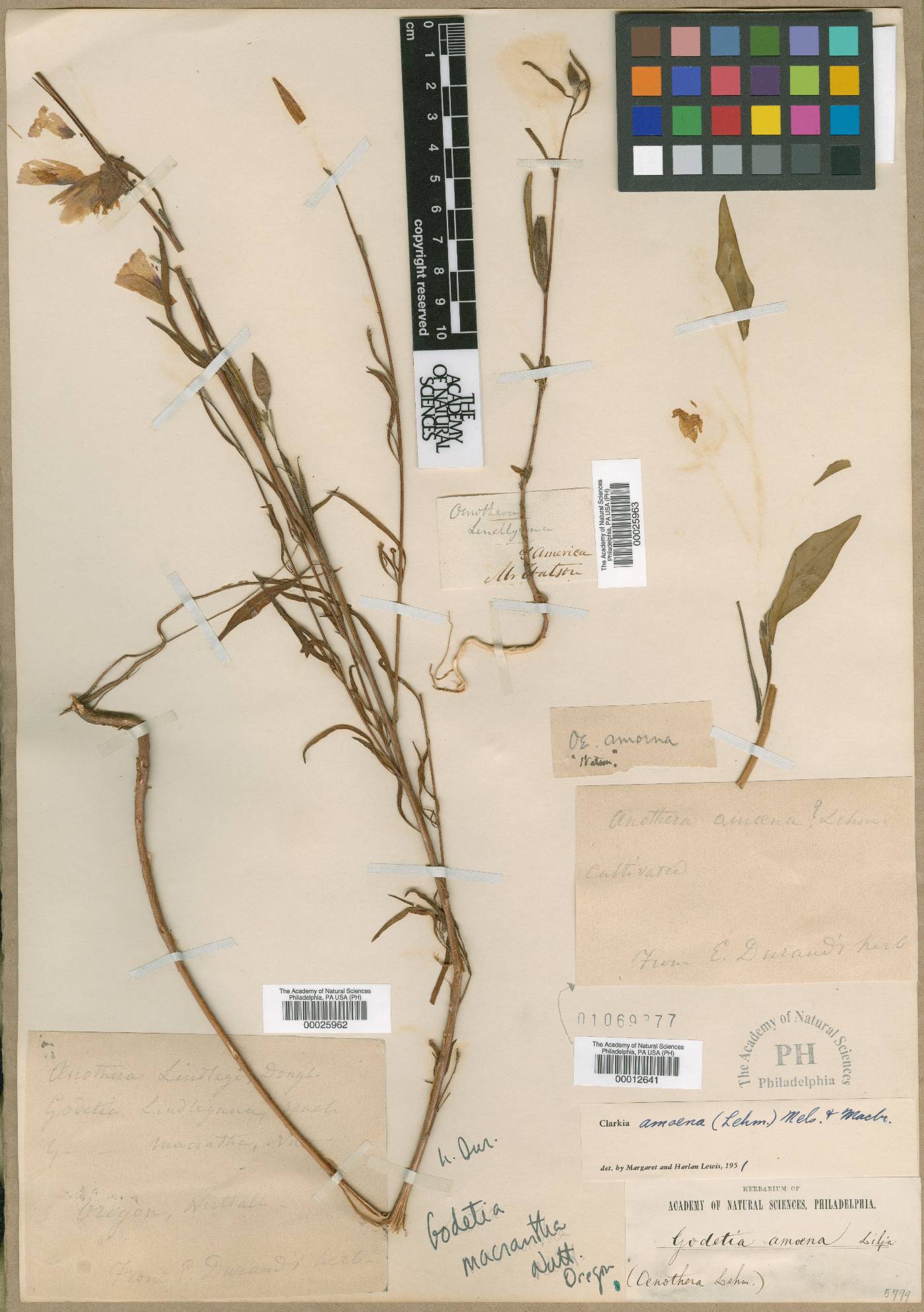 Clarkia amoena subsp. amoena image