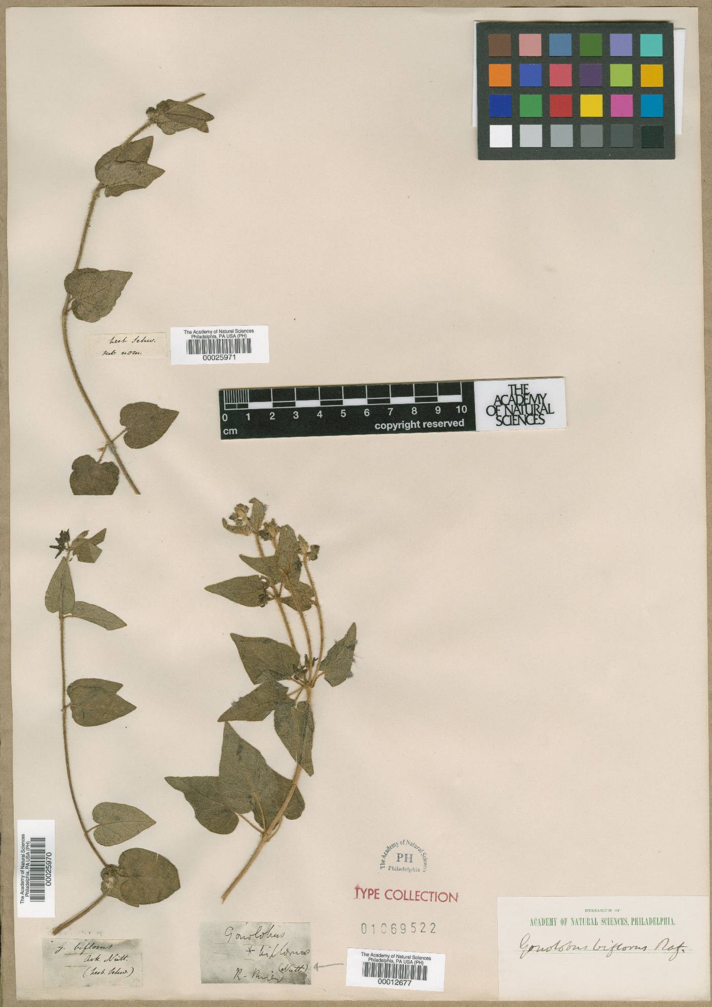 Matelea biflora image