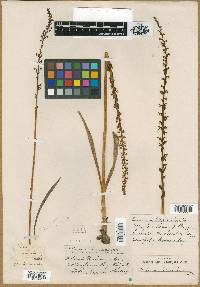 Habenaria gracilis image