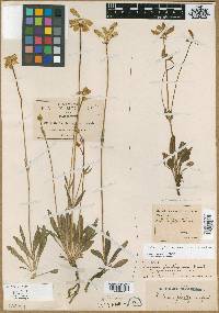 Halenia plantaginea image