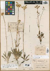 Halenia plantaginea image