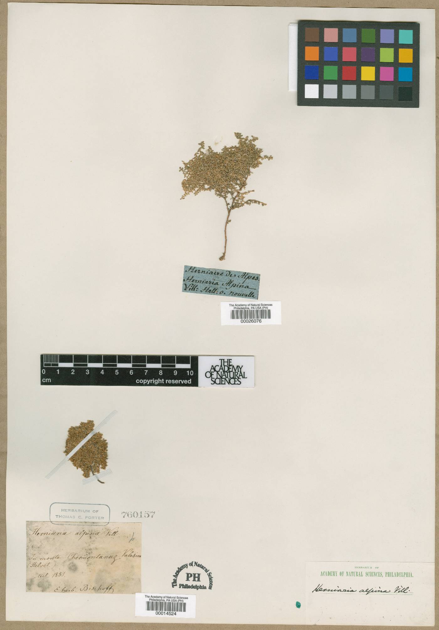Herniaria alpina image