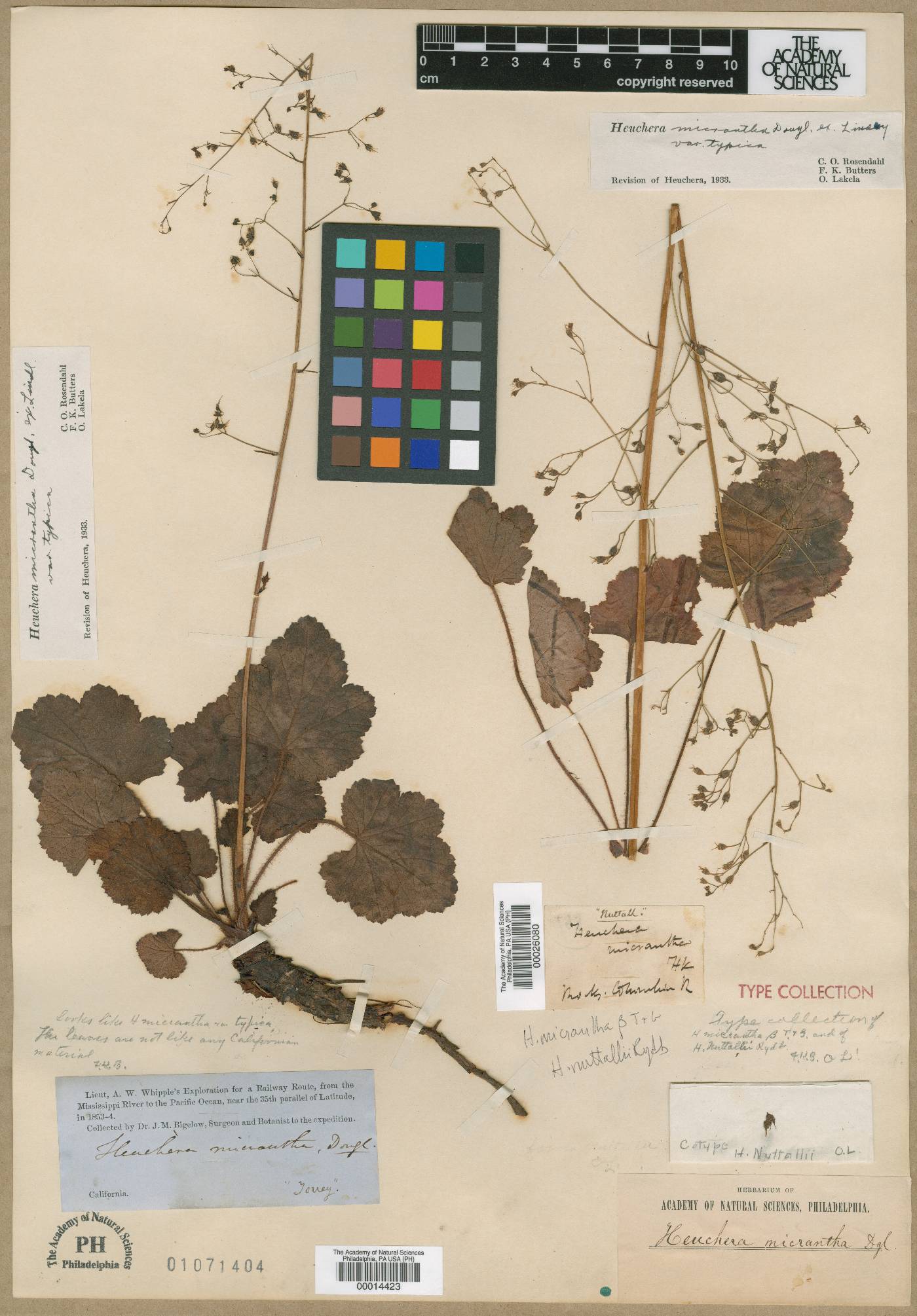 Heuchera micrantha var. nuttallii image