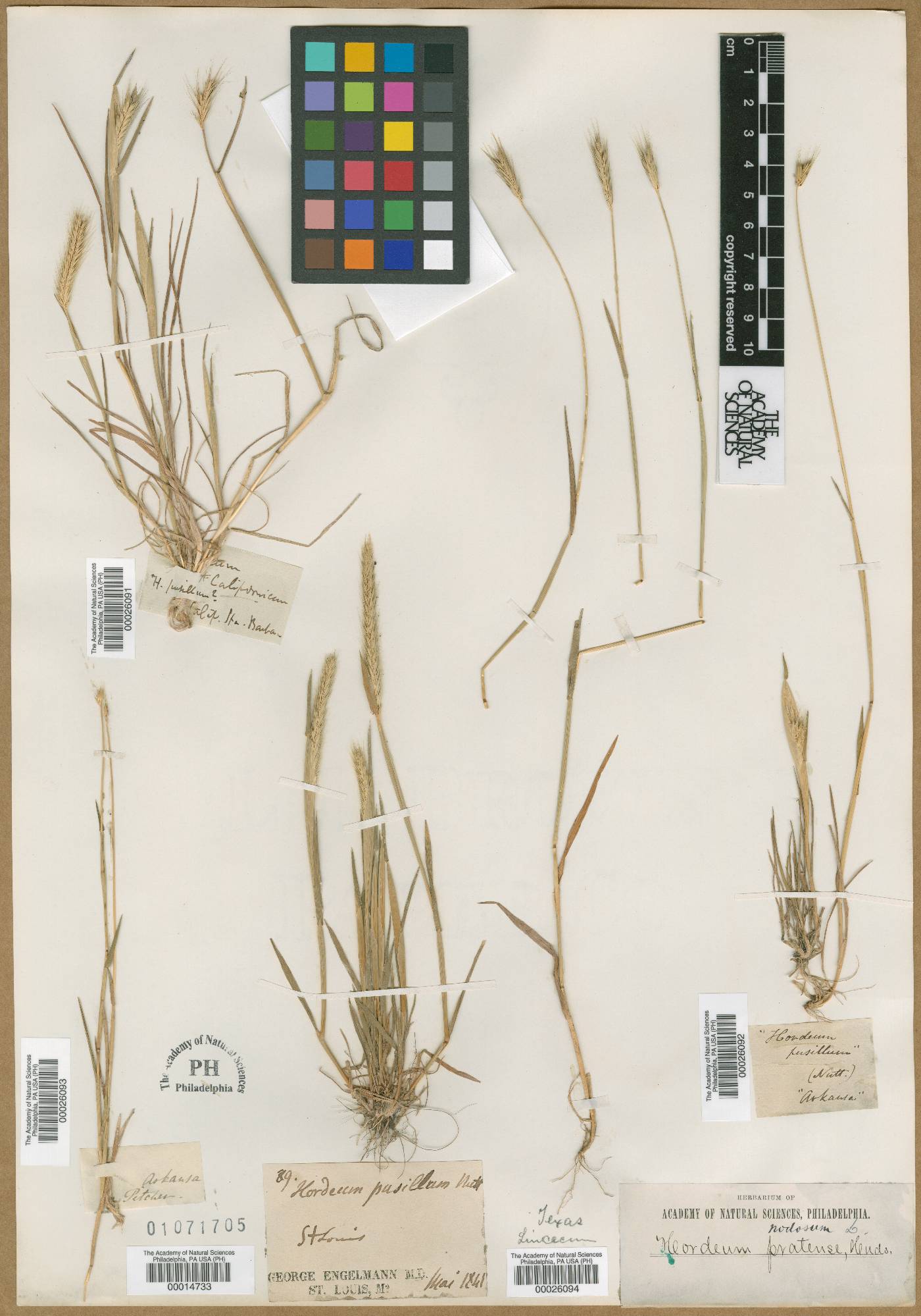 Hordeum californicum image