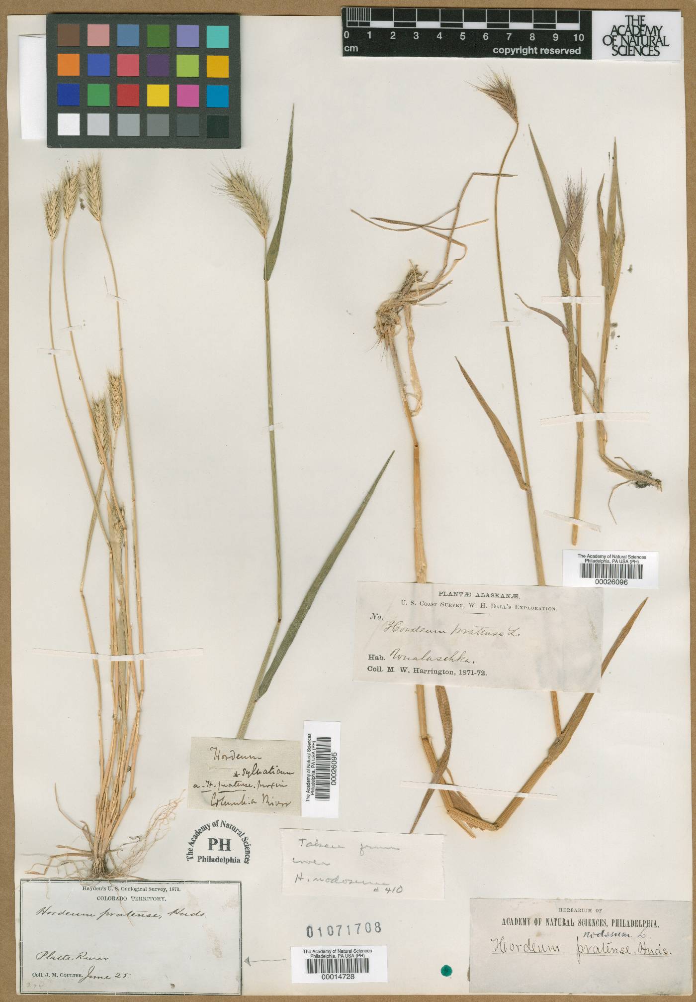 Hordelymus europaeus image