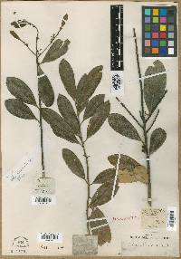 Ilex laurifolia image