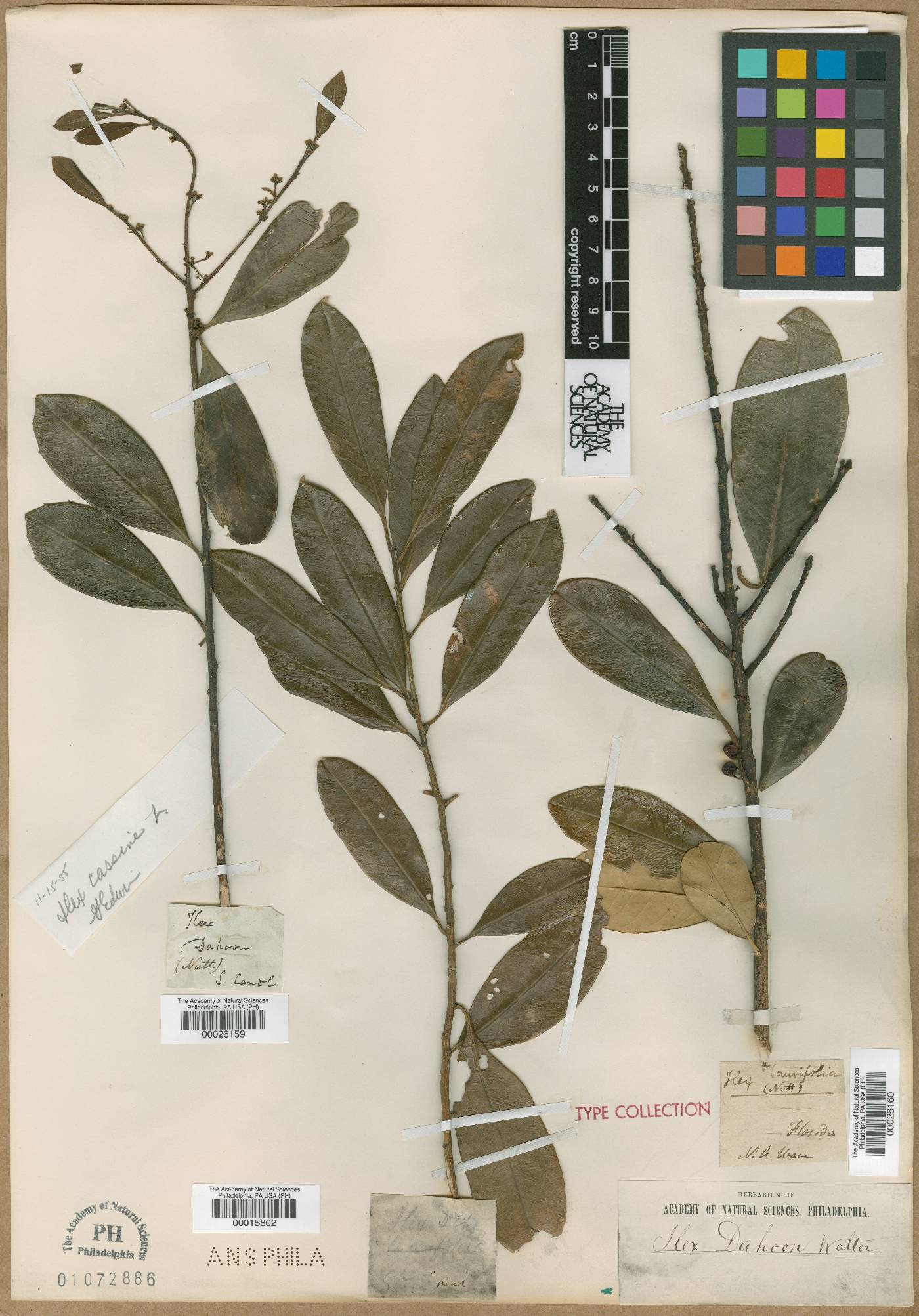 Ilex laurifolia image