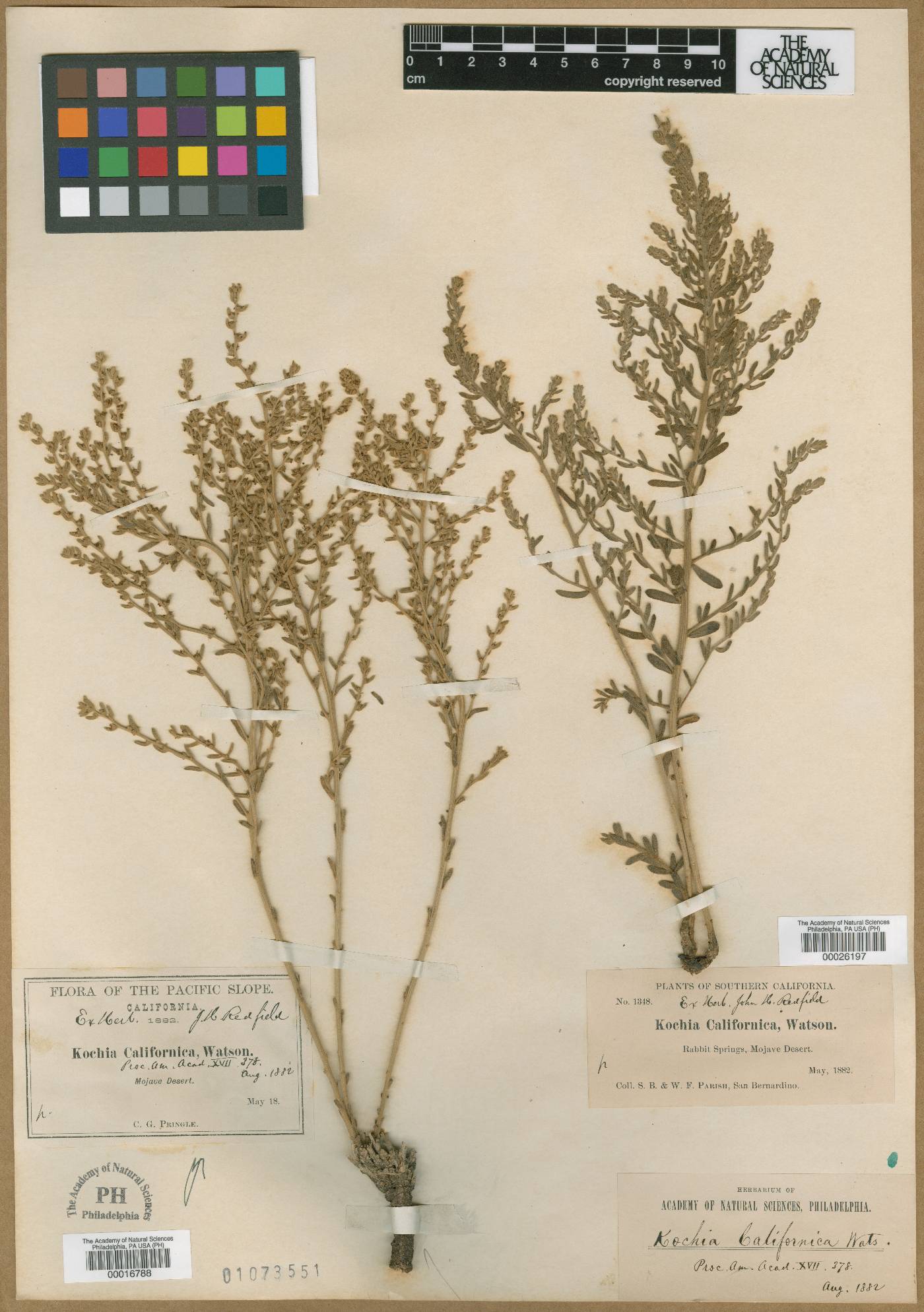 Kochia californica image