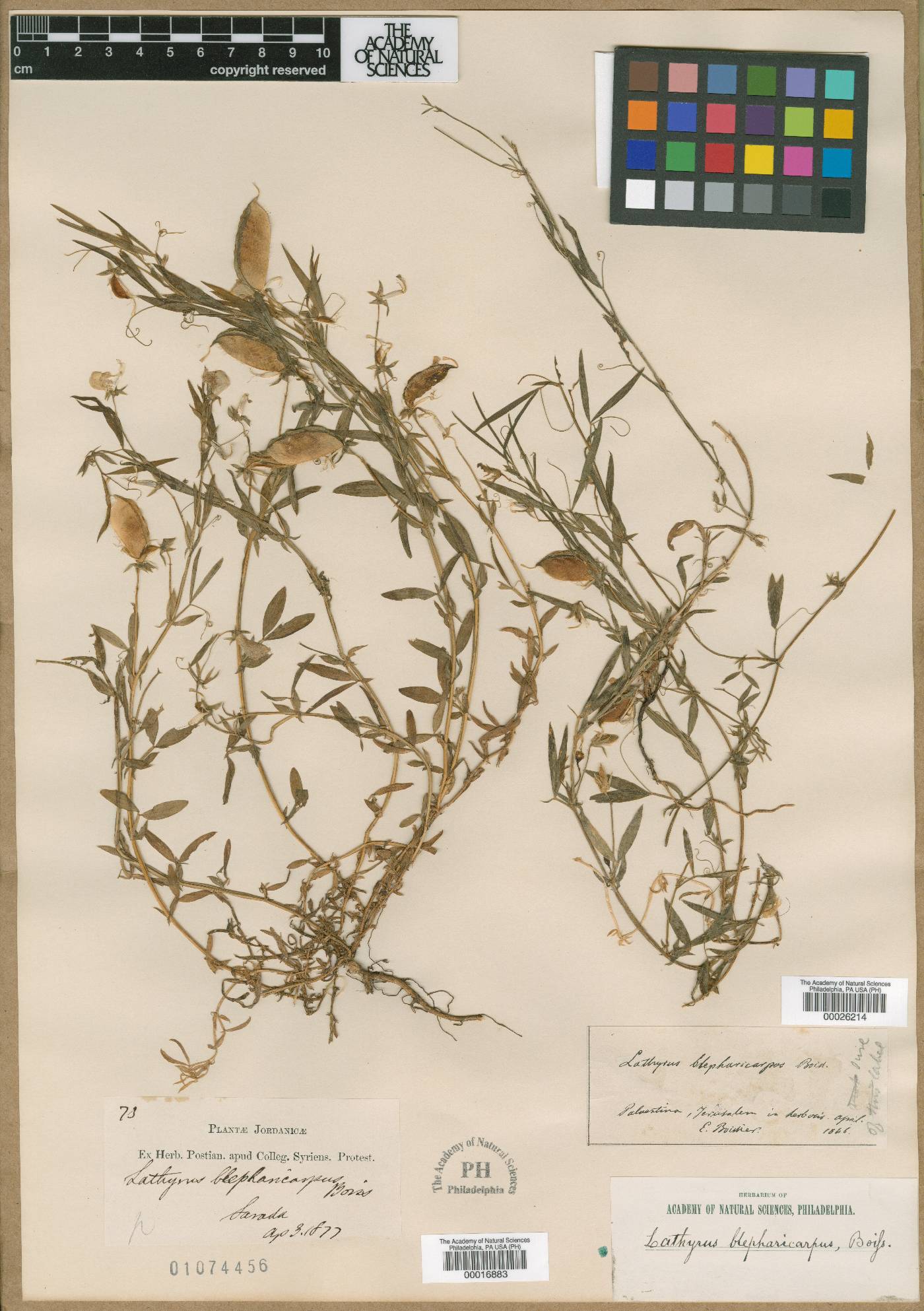 Lathyrus blepharicarpus image