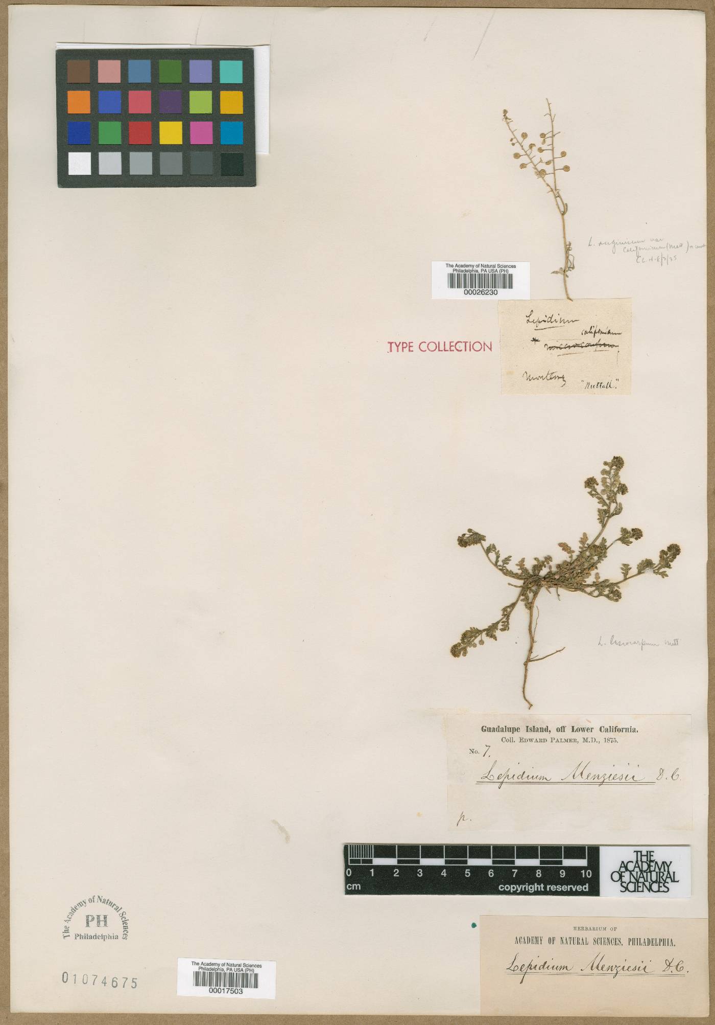 Lepidium californicum image