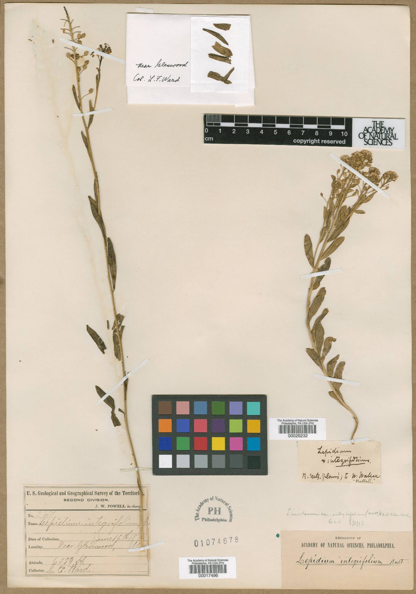 Lepidium integrifolium image