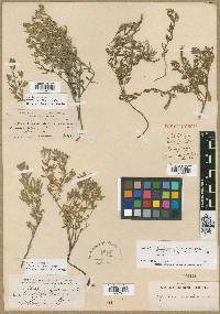 Epilobium suffruticosum image