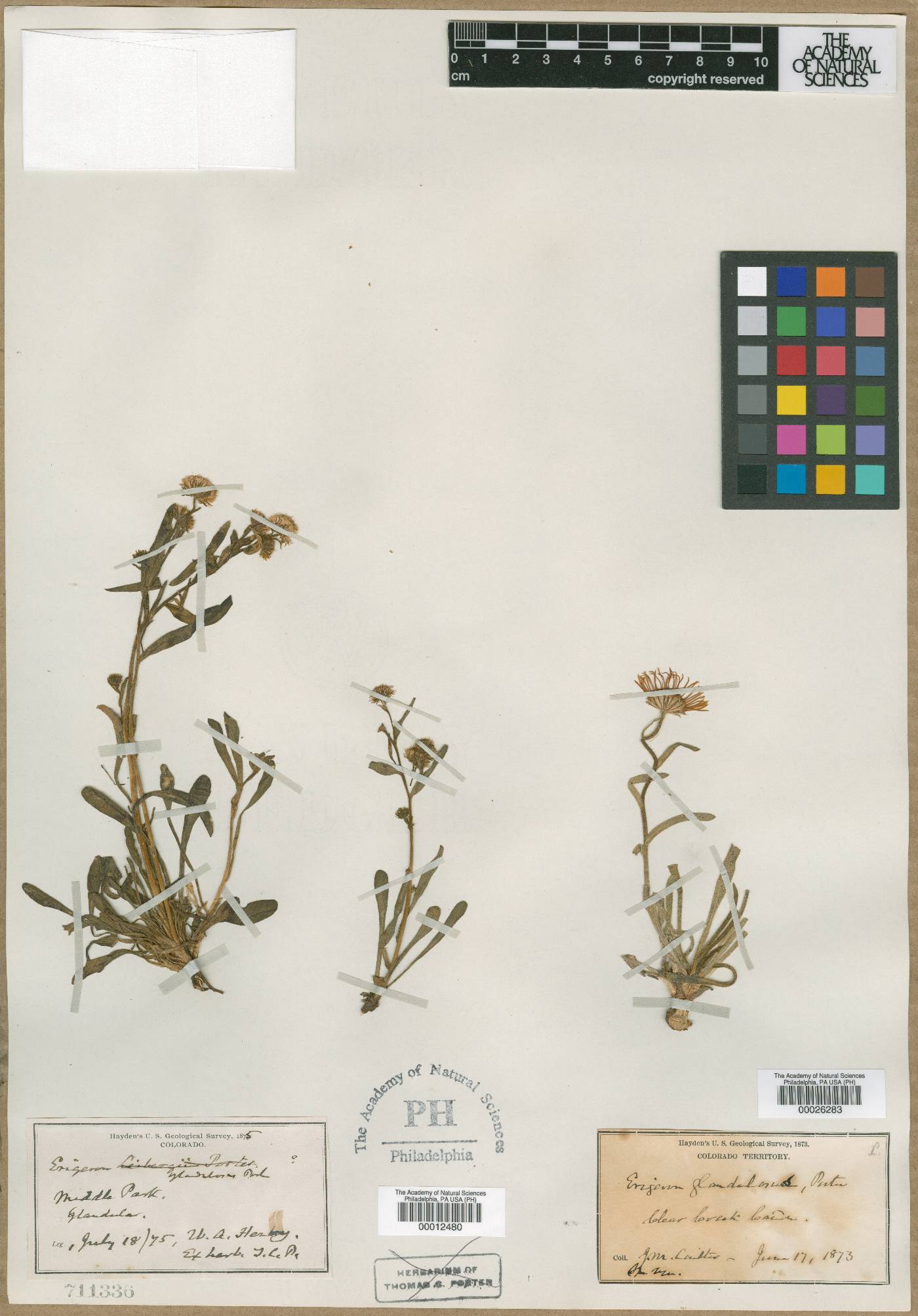 Erigeron vetensis image