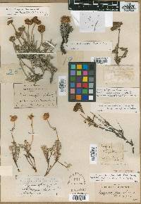 Eriogonum sphaerocephalum image