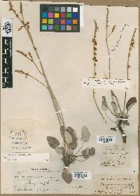 Eriogonum obtusum image
