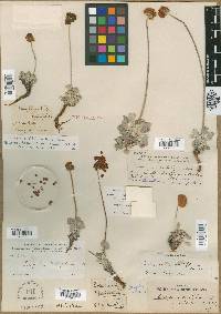 Eriogonum ovalifolium image