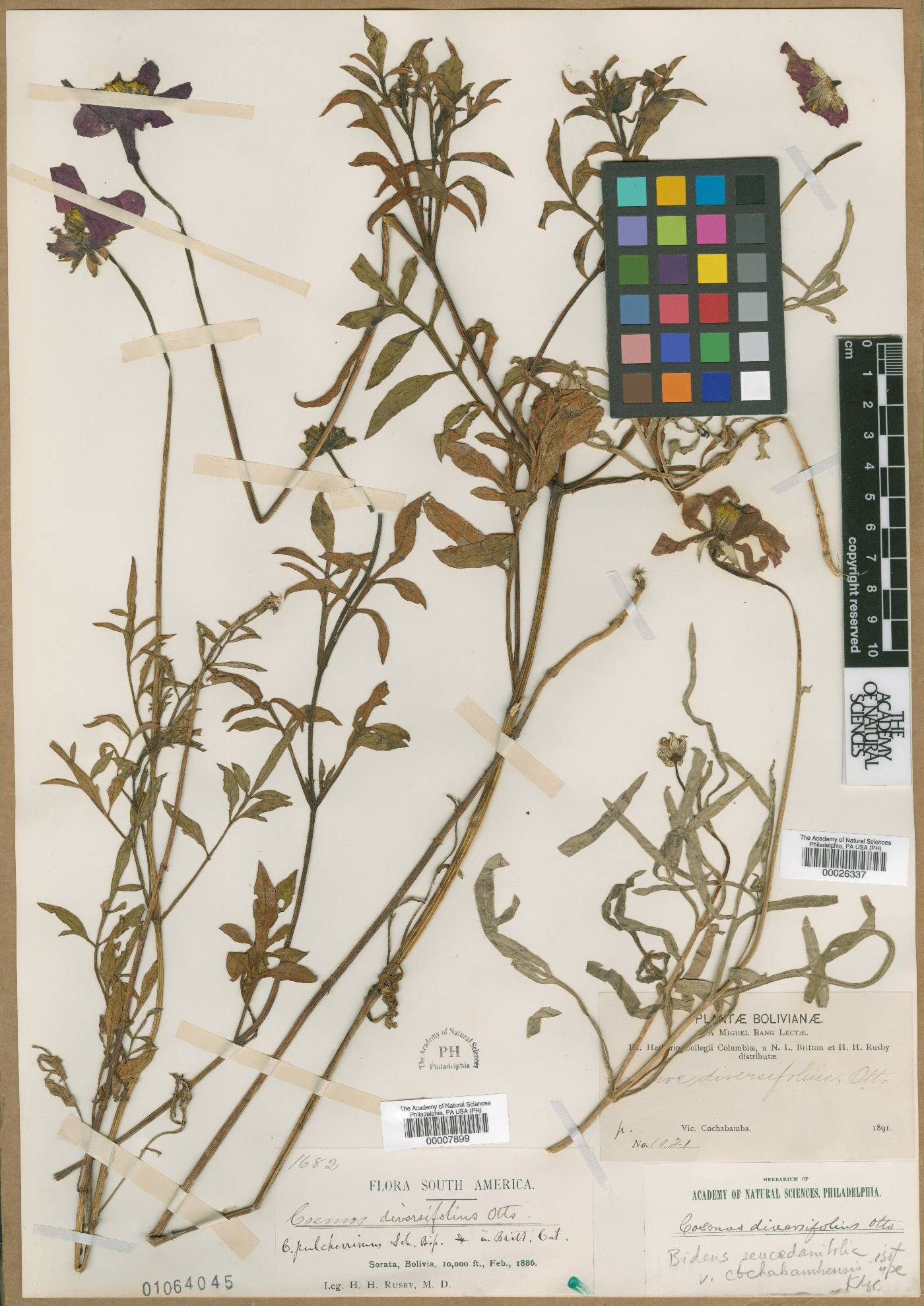 Cosmos diversifolius image