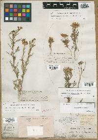 Machaeranthera tanacetifolia image