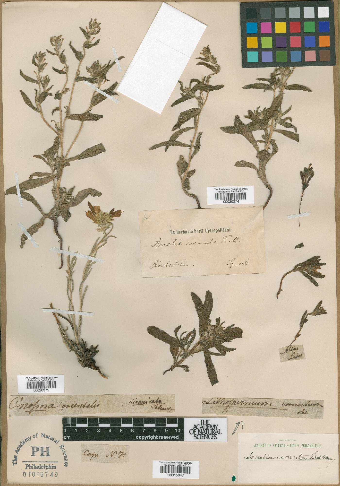 Arnebia decumbens image