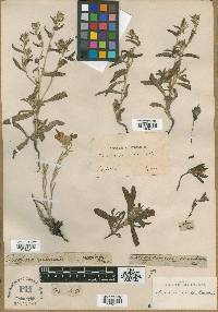 Arnebia decumbens image