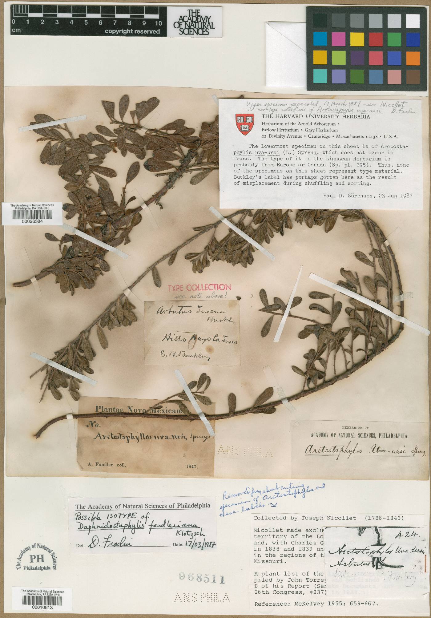 Arctostaphylos uva-ursi subsp. uva-ursi image