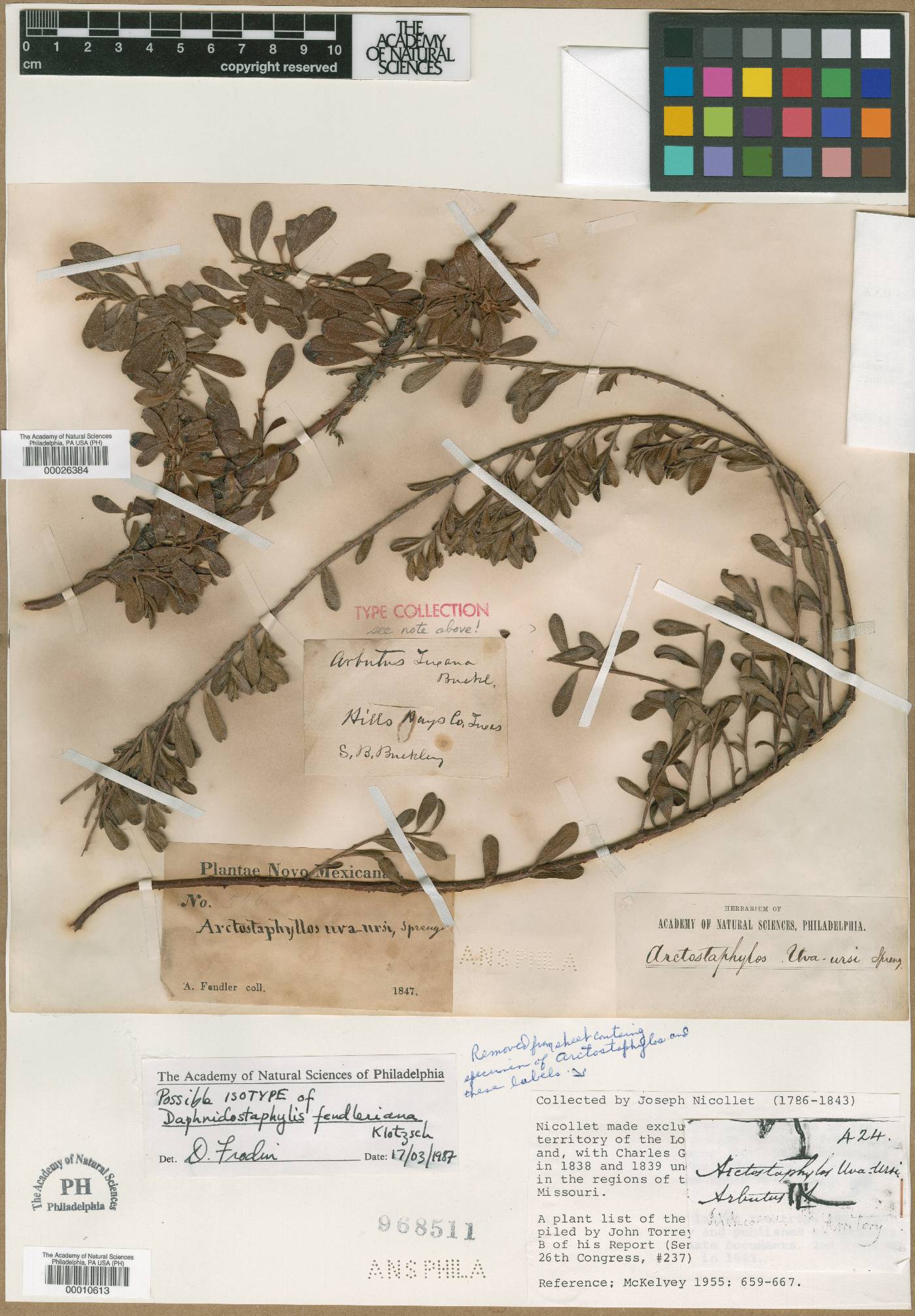 Arctostaphylos uva-ursi subsp. uva-ursi image