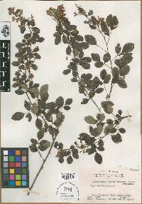 Lespedeza cyrtobotrya image