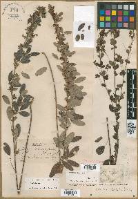 Lespedeza × nuttallii image