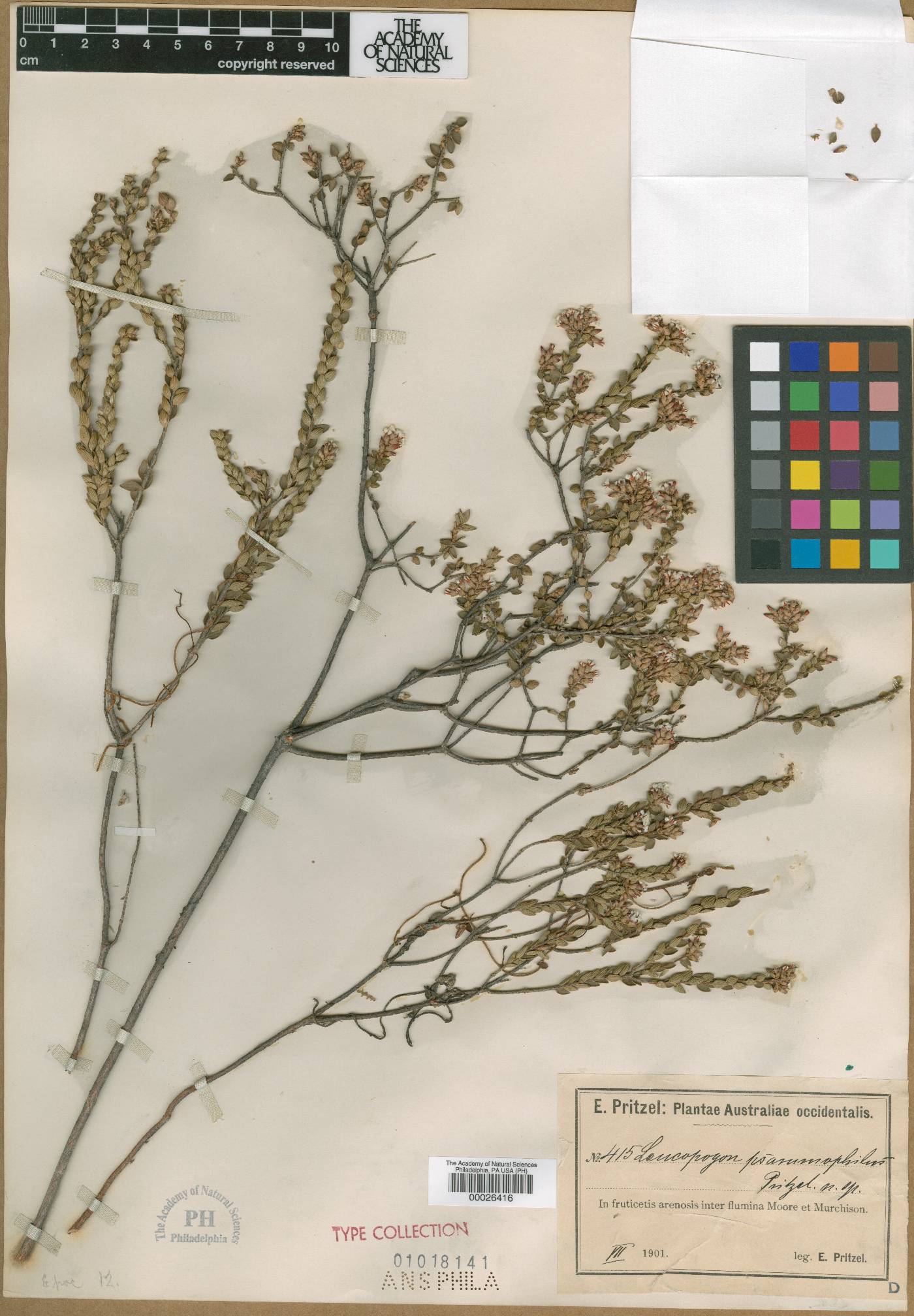 Leucopogon psammophilus image