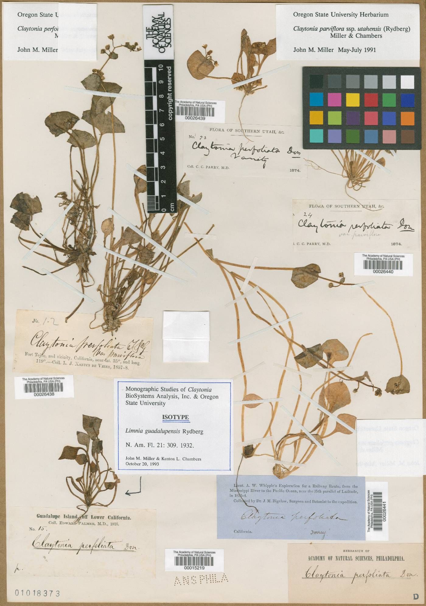 Limnia guadalupensis image
