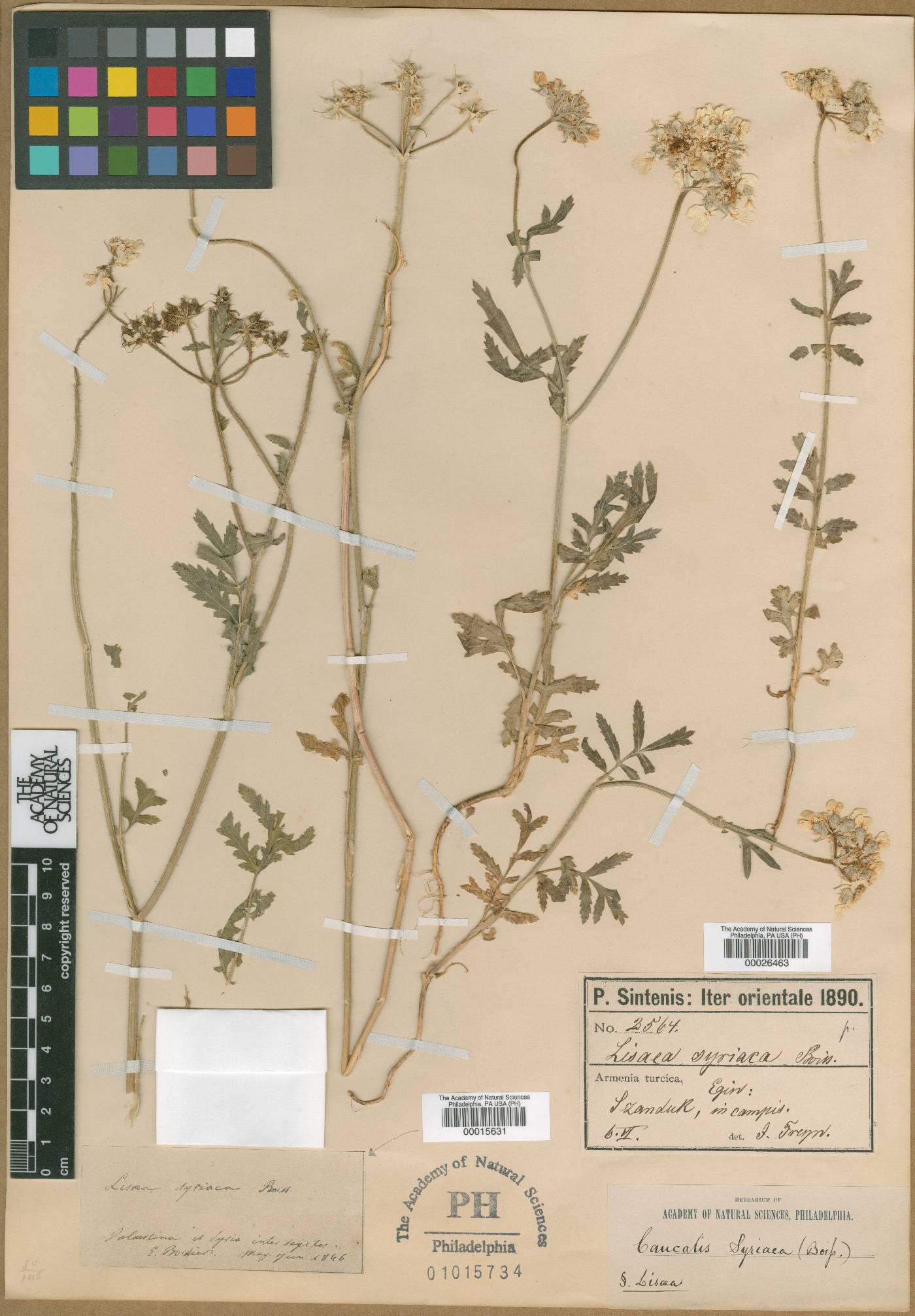 Lisaea strigosa image