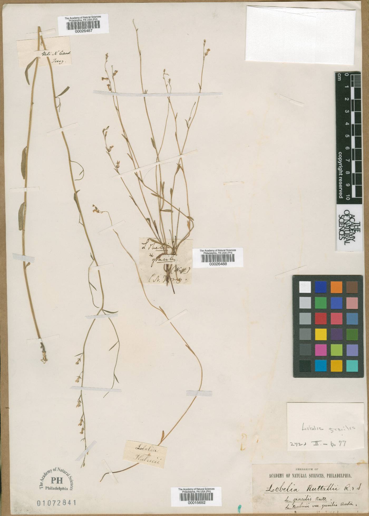 Lobelia gracilis image
