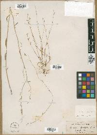 Lobelia gracilis image