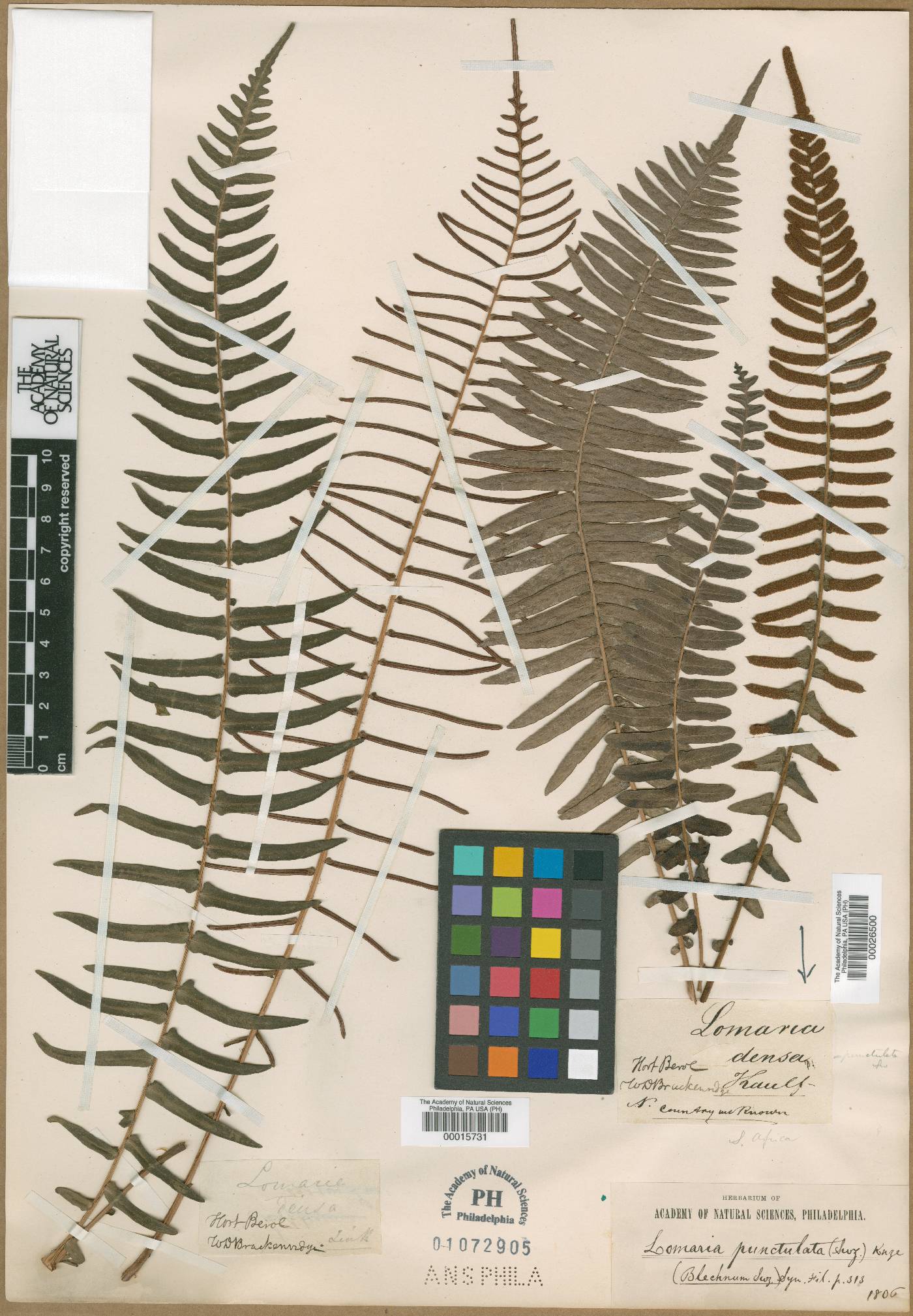 Blechnum punctulatum image