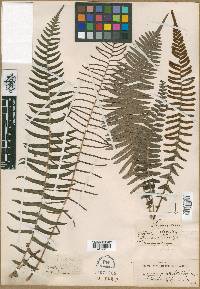 Blechnum punctulatum image