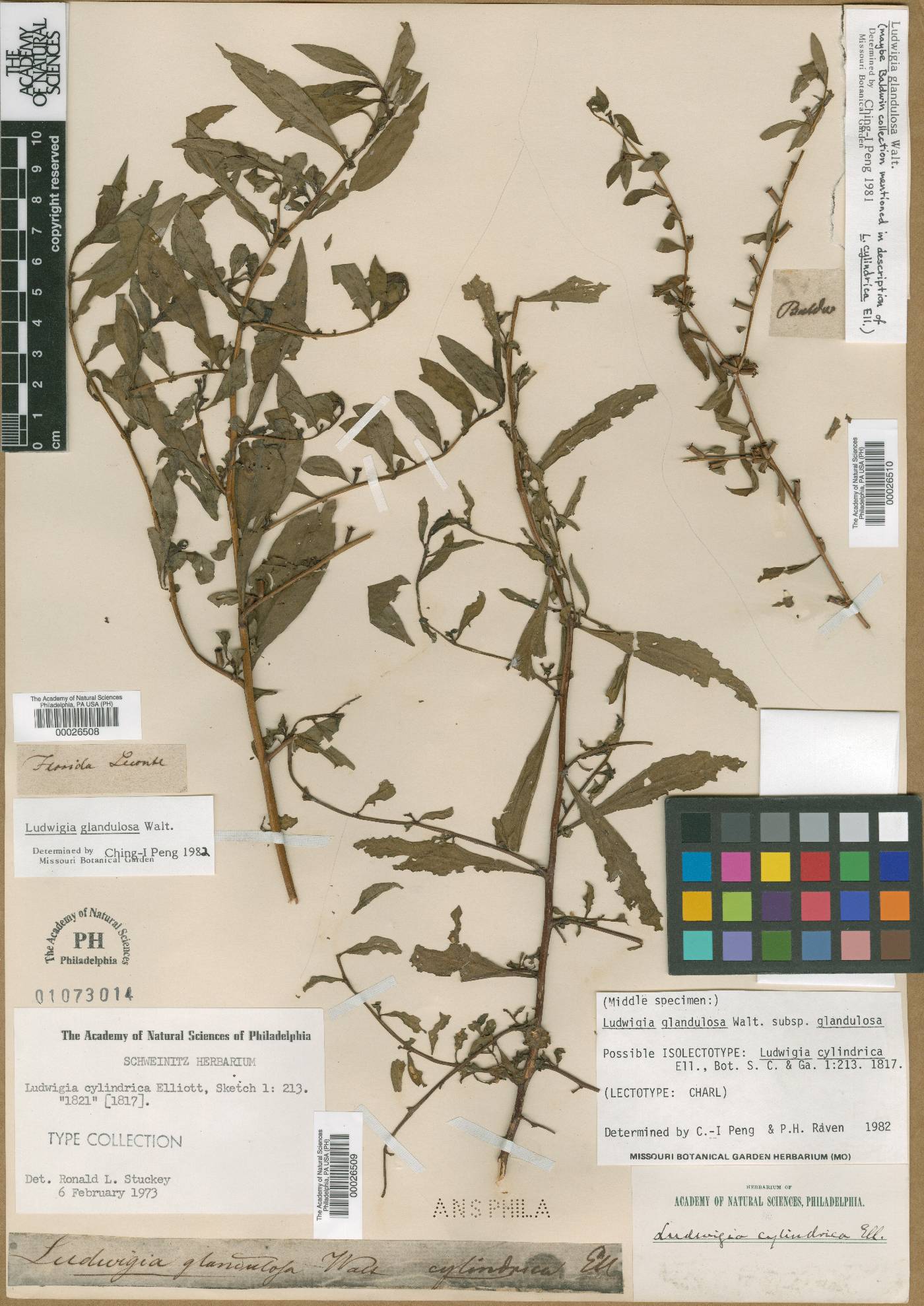 Ludwigia cylindrica image